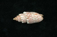 藏品(紅牙筆螺)的圖片